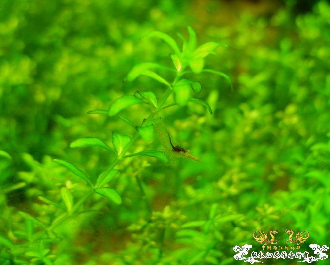 [原创]优雅的红鼻细足米虾