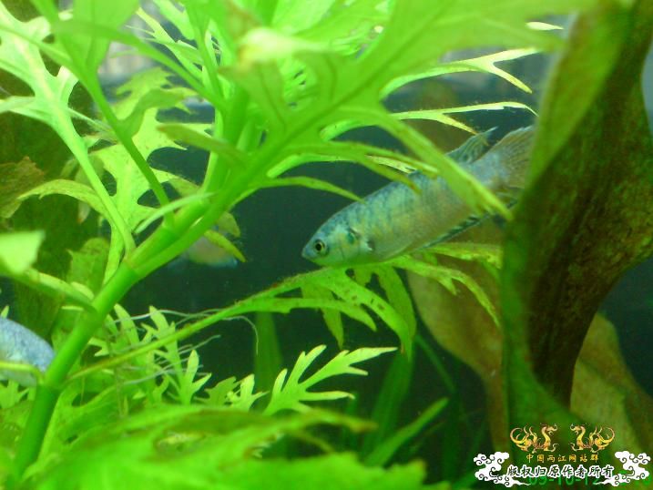 小蓝叉入缸照