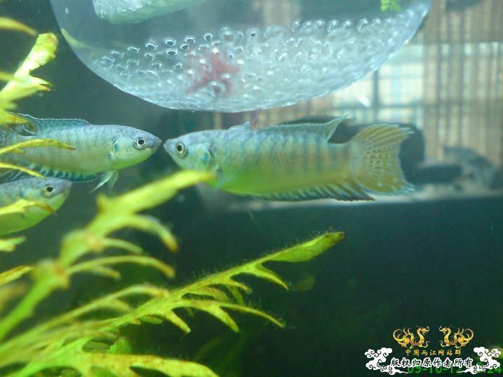 小蓝叉入缸照