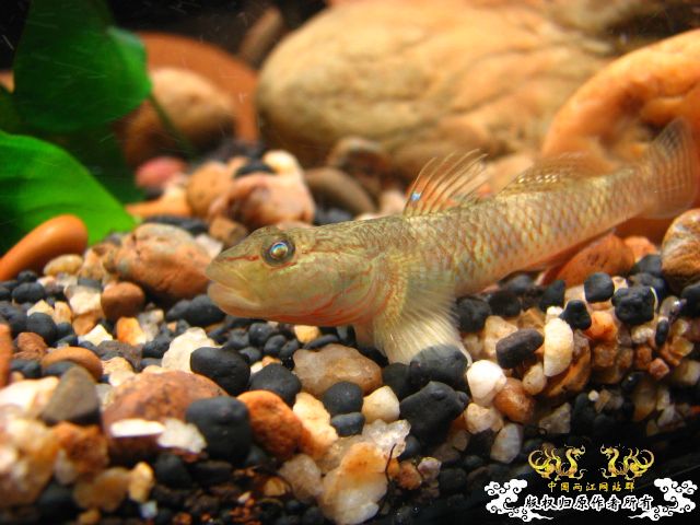 虾虎新新手报到兼提问