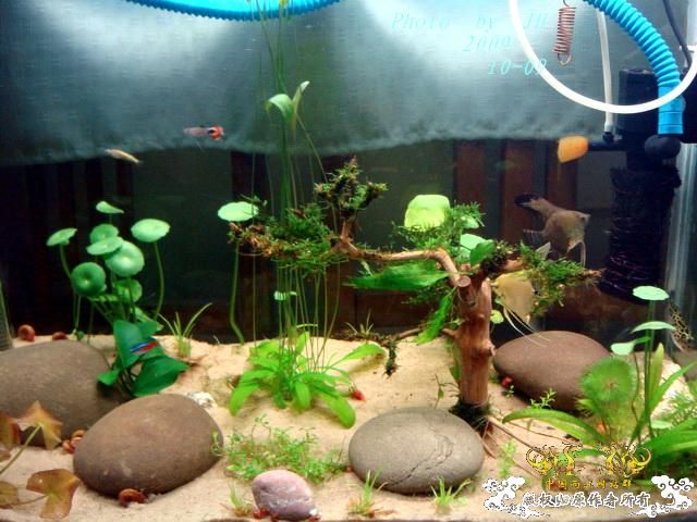 [原创]见过这种水草吗？