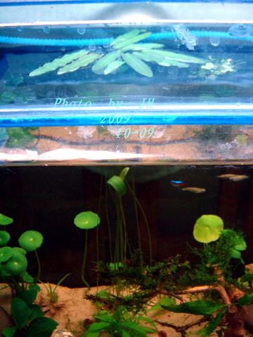 [原创]见过这种水草吗？