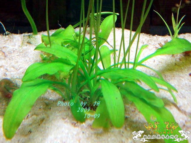 [原创]见过这种水草吗？
