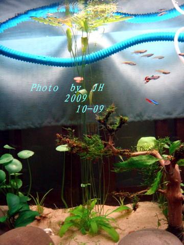 [原创]见过这种水草吗？