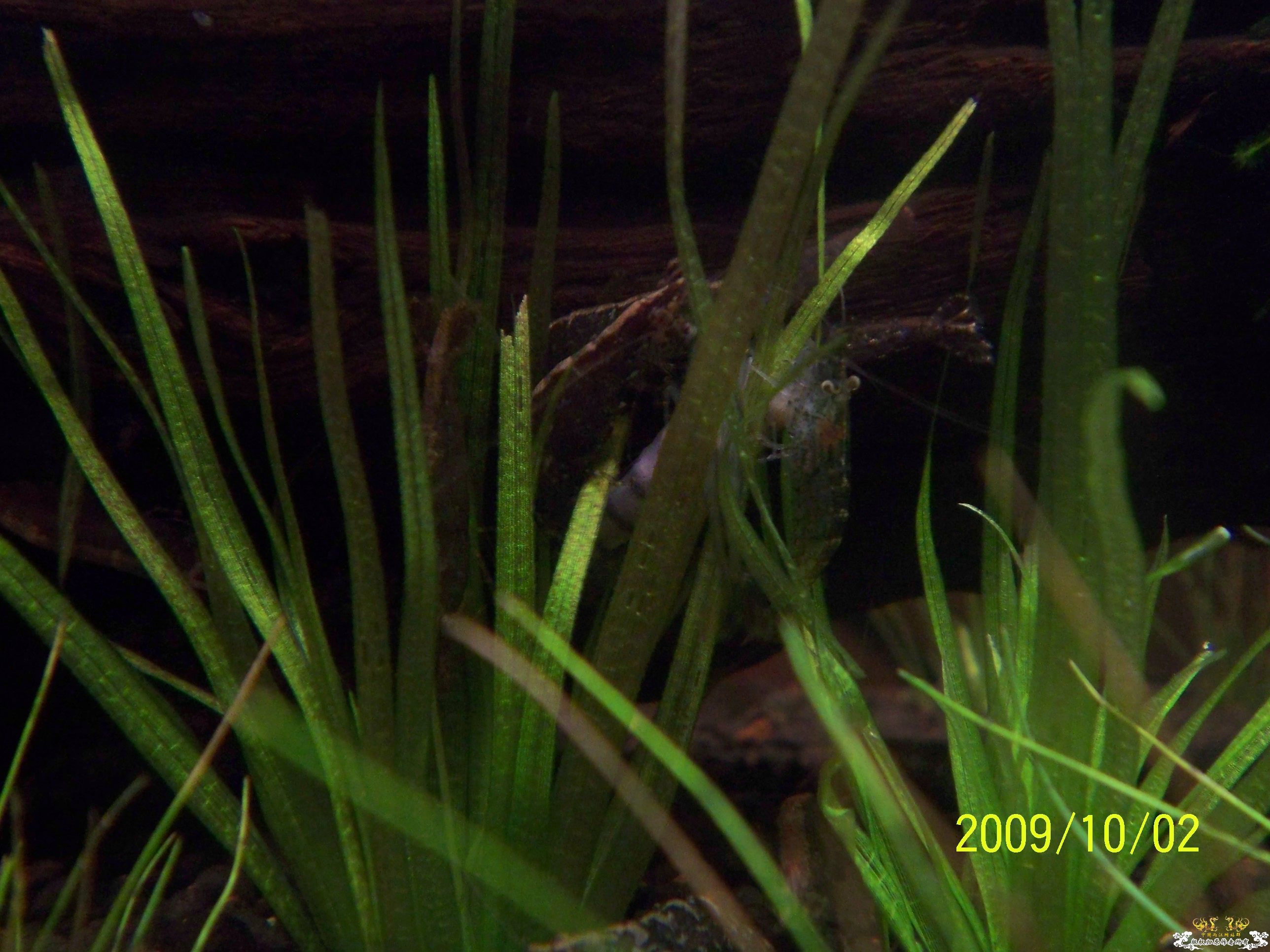 真正的清道夫！！