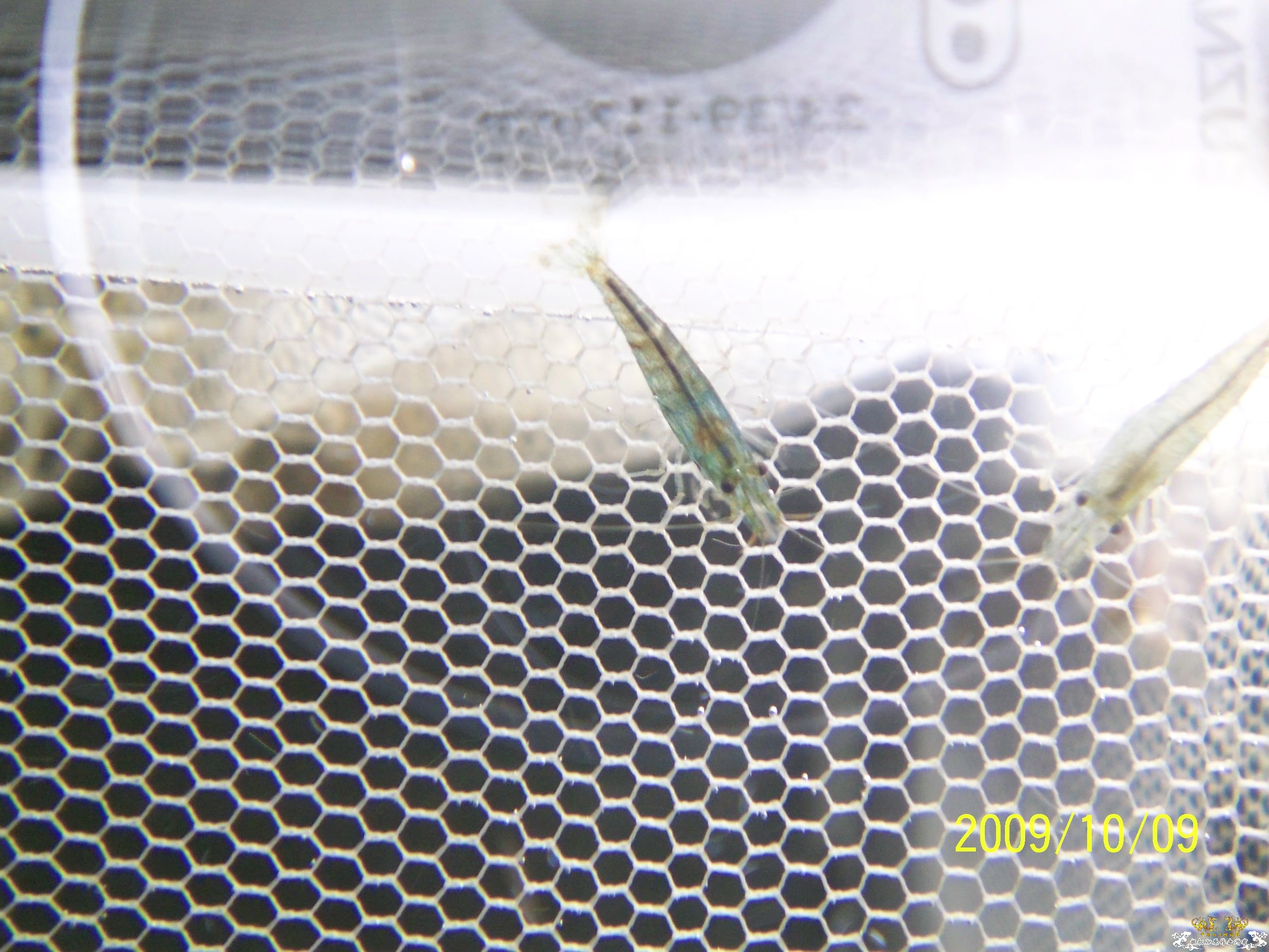 真正的清道夫！！