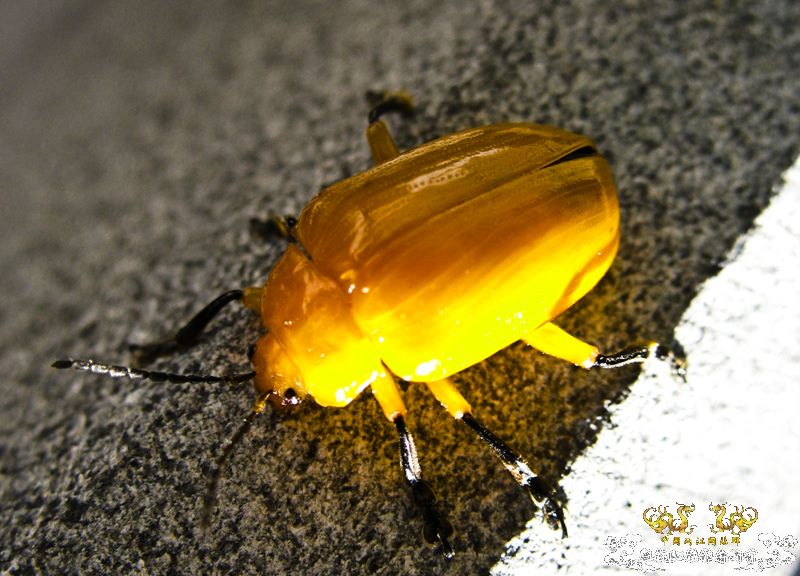 亮黄的甲虫