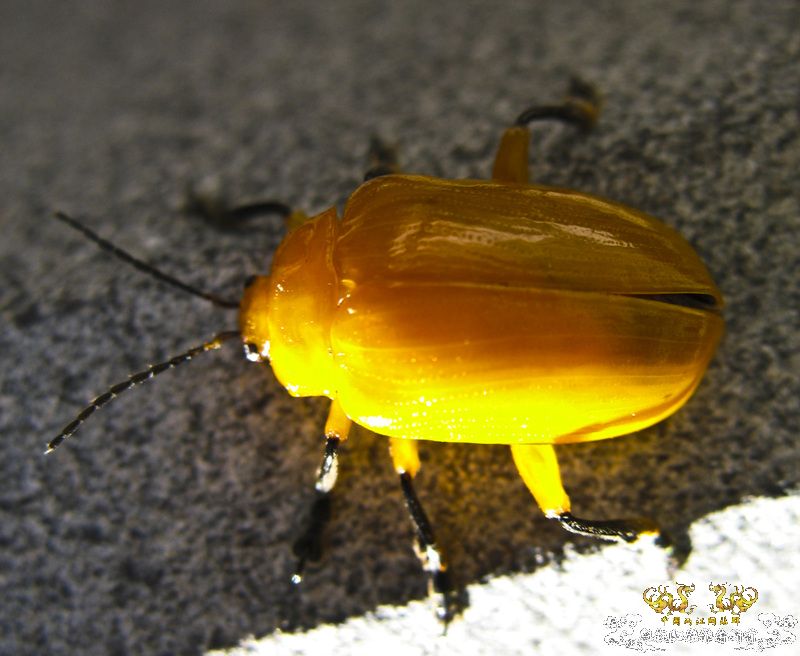 亮黄的甲虫