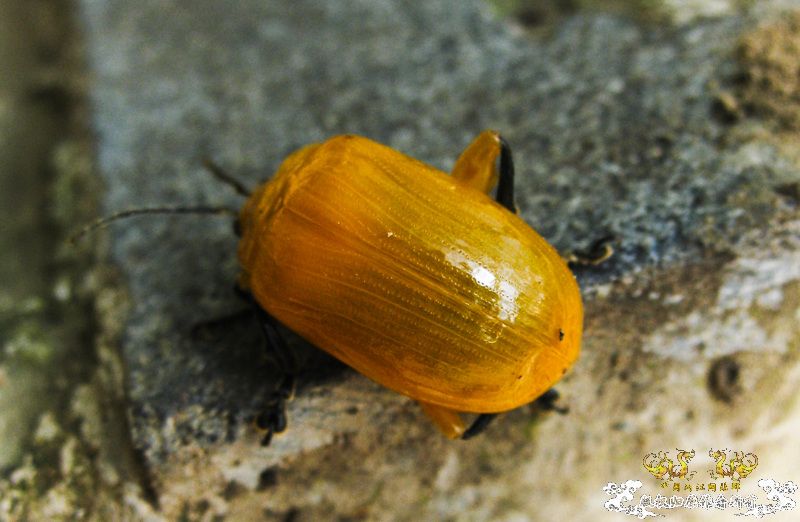 亮黄的甲虫