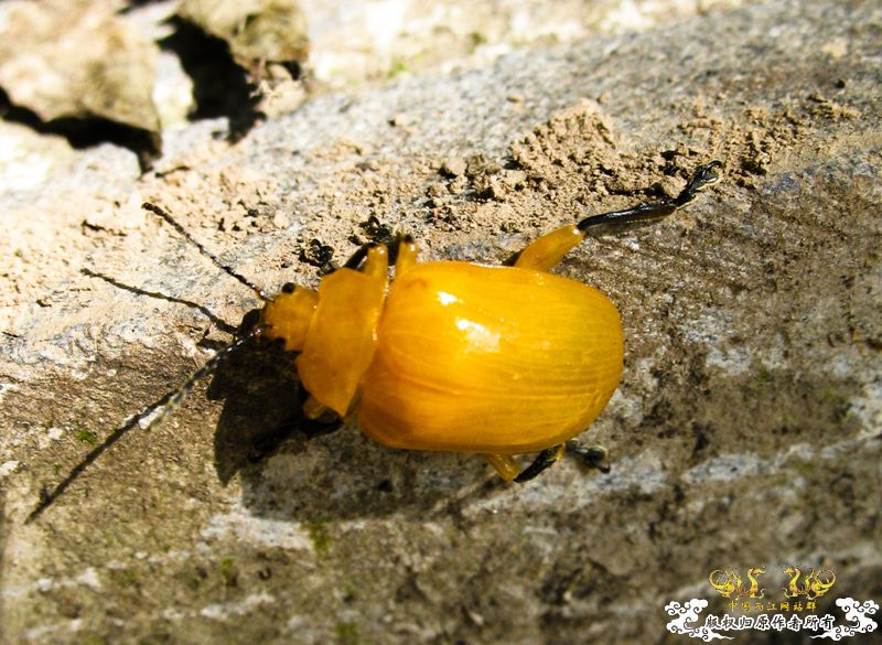 亮黄的甲虫