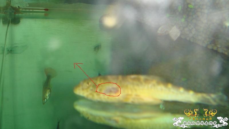 米虾 水族世界技艺高超的外科医生(3日后已经全愈 图更新)