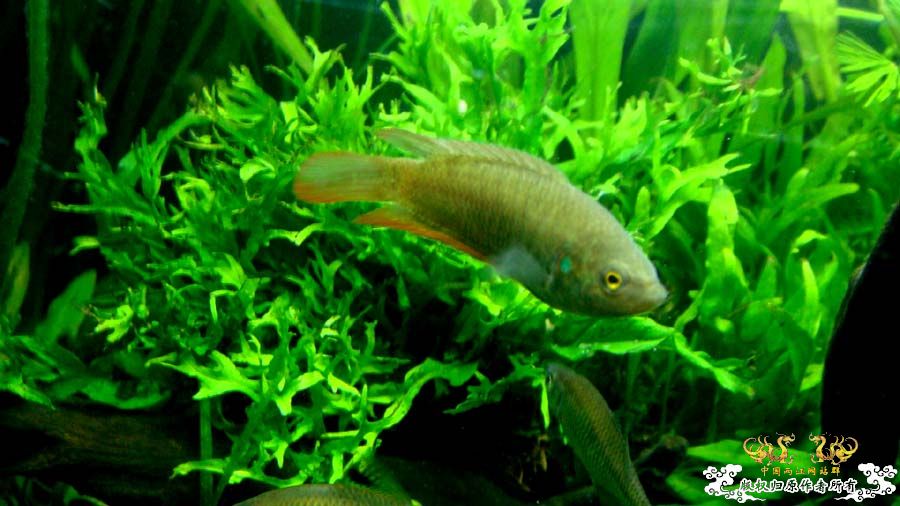 “十一”新调整60cm原生鱼缸中的圆尾斗 [9P]