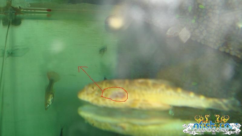 对我发帖说米虾能治病的 看看吧 3天治好水霉对比图