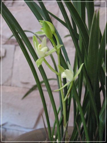 一枝青玉半枝妍