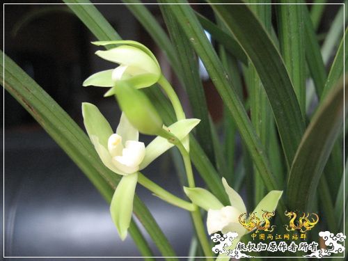 一枝青玉半枝妍