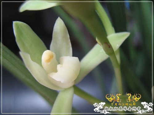 一枝青玉半枝妍