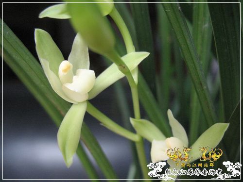 一枝青玉半枝妍