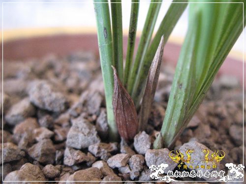 一枝青玉半枝妍