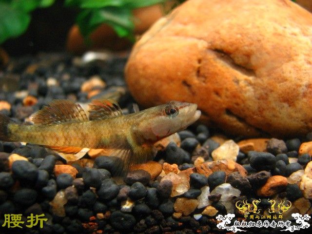 虾虎新新手报到兼提问