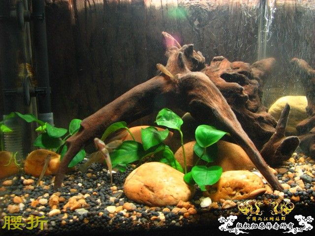 虾虎新新手报到兼提问