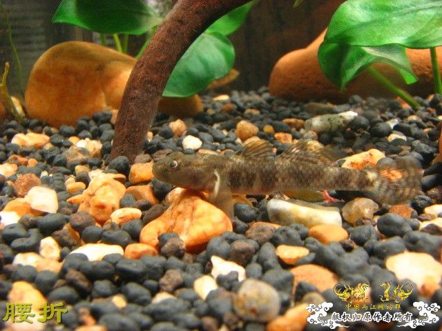 虾虎新新手报到兼提问（10月20日更新图片，全景）