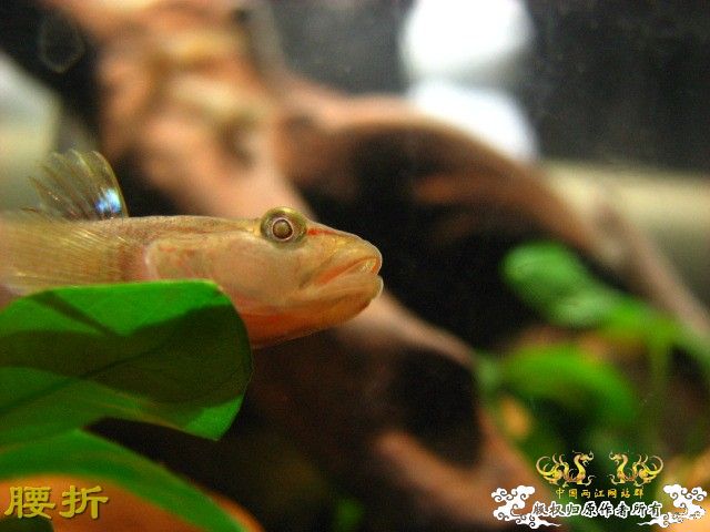 虾虎新新手报到兼提问（10月20日更新图片，全景）