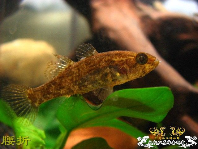 虾虎新新手报到兼提问（10月20日更新图片，全景）