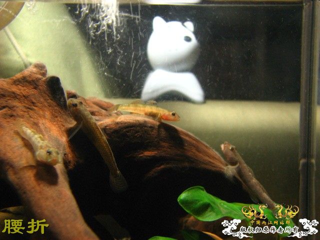 虾虎新新手报到兼提问（10月20日更新图片，全景）