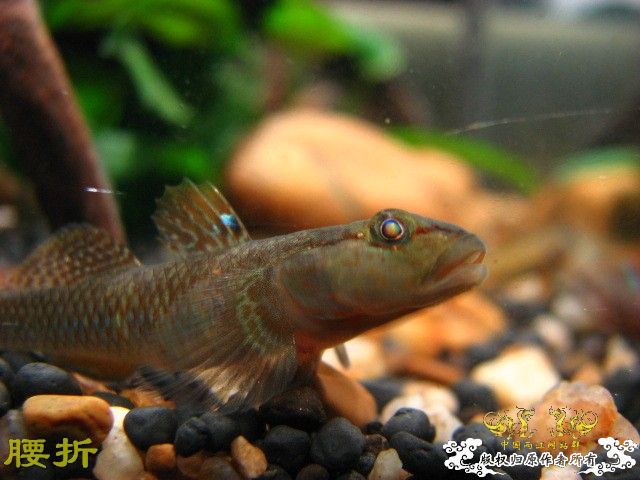 虾虎新新手报到兼提问（10月20日更新图片，全景）