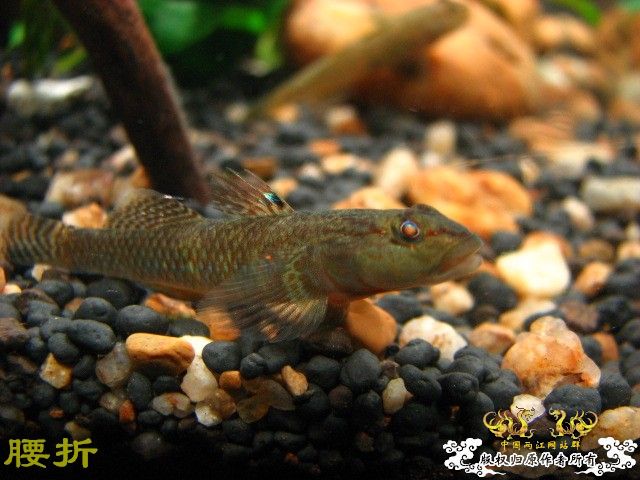 虾虎新新手报到兼提问（10月20日更新图片，全景）