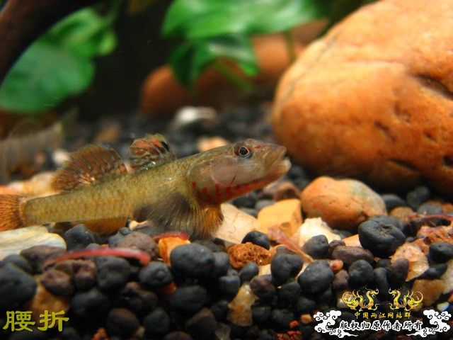 虾虎新新手报到兼提问（10月20日更新图片，全景）