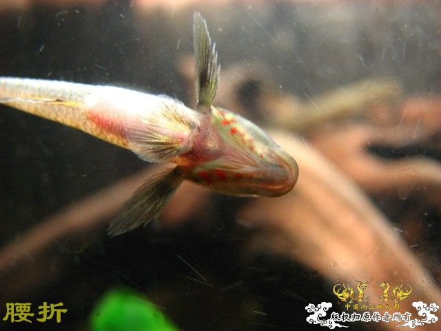 虾虎新新手报到兼提问（10月20日更新图片，全景）