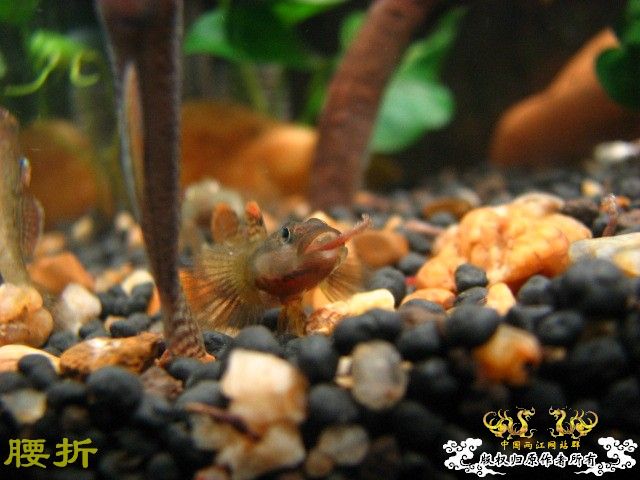 虾虎新新手报到兼提问（10月20日更新图片，全景）