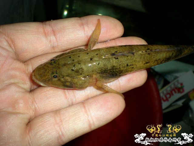 *****虾虎