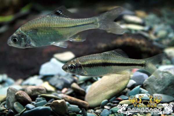 鰟鮍2号缸（已上图）