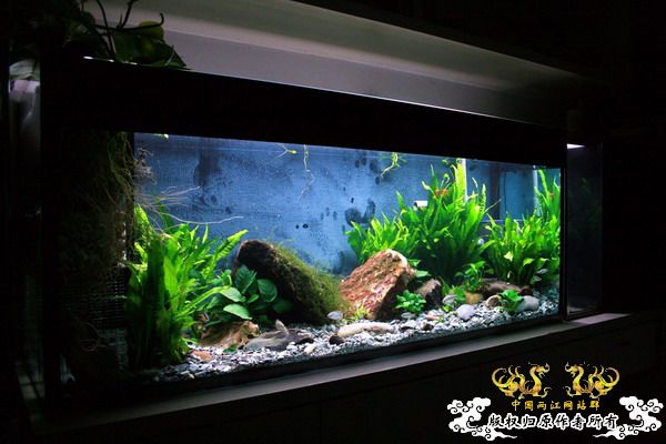 鰟鮍2号缸（已上图）