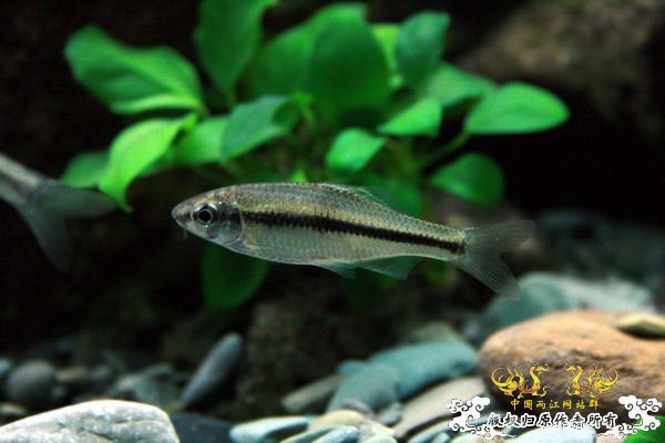 鰟鮍2号缸（已上图）