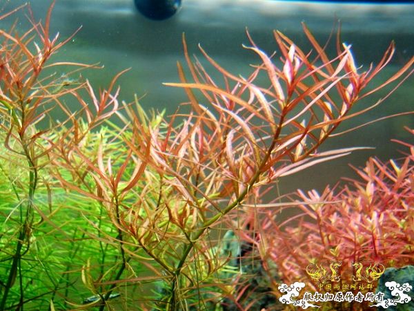 2009年10月秋收季节，我90半个原生造景缸取名学友大哥主题歌：秋意浓！！