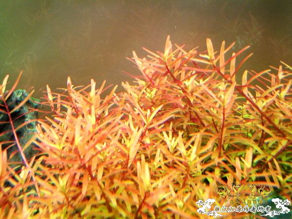 2009年10月秋收季节，我90半个原生造景缸取名学友大哥主题歌：秋意浓！！