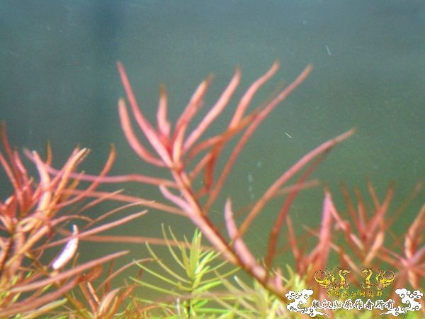 2009年10月秋收季节，我90半个原生造景缸取名学友大哥主题歌：秋意浓！！