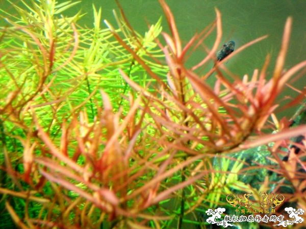 2009年10月秋收季节，我90半个原生造景缸取名学友大哥主题歌：秋意浓！！