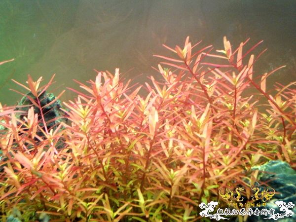 2009年10月秋收季节，我90半个原生造景缸取名学友大哥主题歌：秋意浓！！
