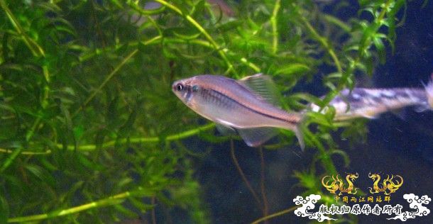 饲料鱼中救得方式40余条,黄幼数条