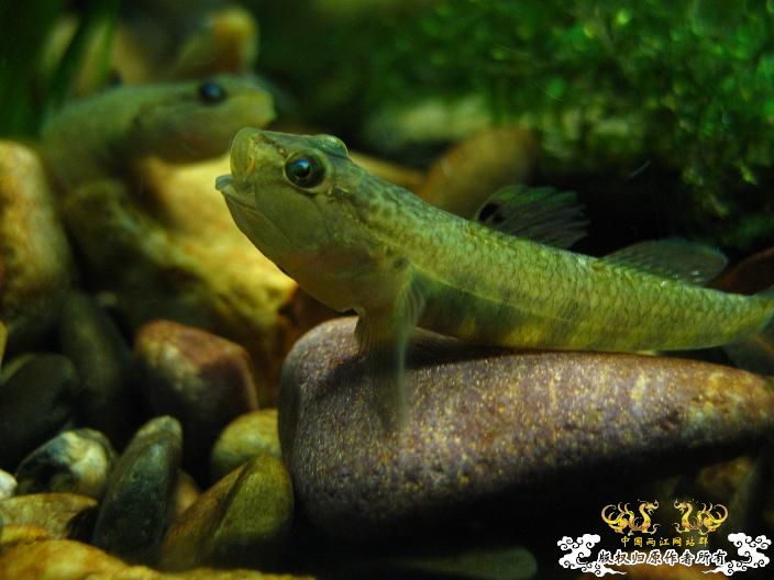 老虎--------新照