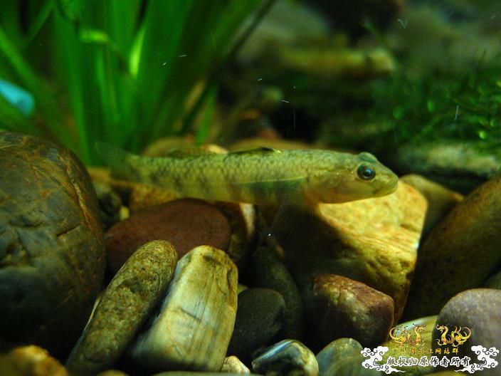 老虎--------新照