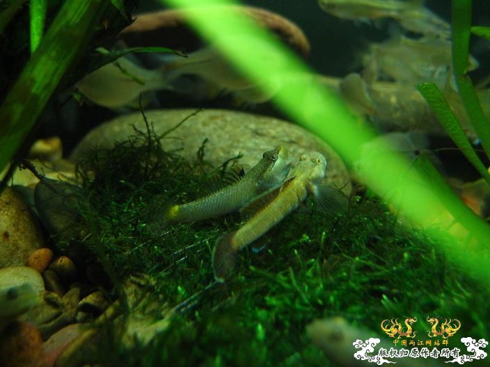 老虎--------新照