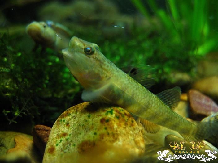 老虎--------新照