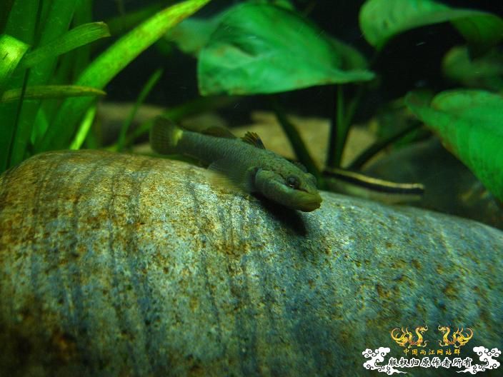 老虎--------新照