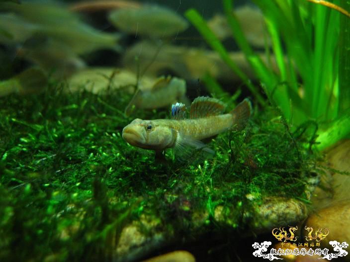 老虎--------新照