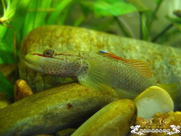 老虎--------新照